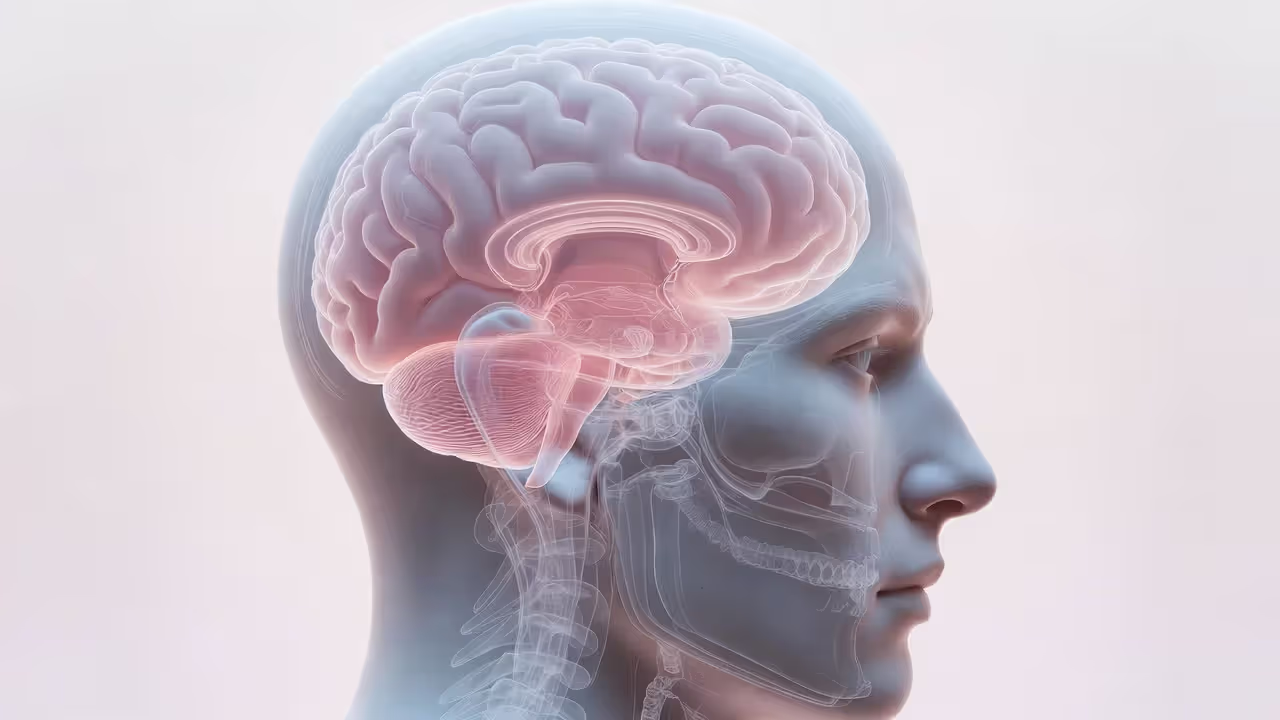 Brain illustration highlighting basal ganglia and prefrontal cortex